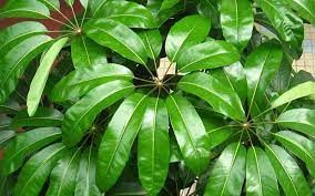 شفلرا آکتینوفیلا