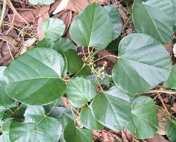 کندرودرندرون، کورار