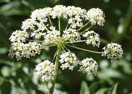 گل سیاه خالدار