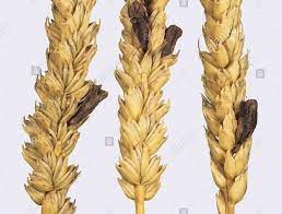 ناخنک چاودار