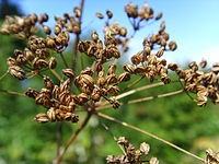 شوکران زهرآلود