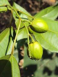 کروتون تصفیه کننده جامائی گوتا