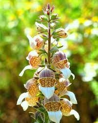 روباه پشمالویی