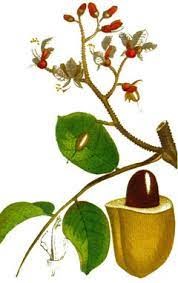 لوبیای تونکا