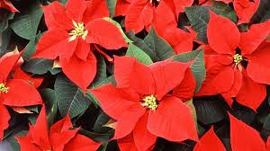 سرخبرگه، بنت کنسول، بنت قنسول