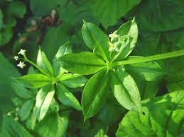 کاه تخت معطر