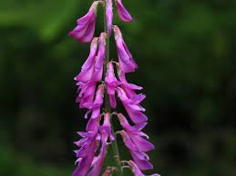 سیب زمینی وحشی