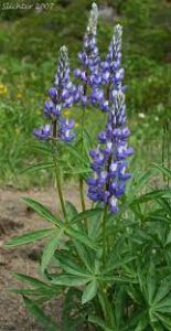 لوپین پهن برگ