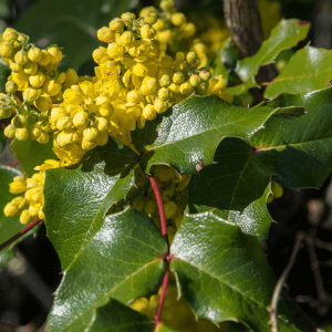 Mahonia