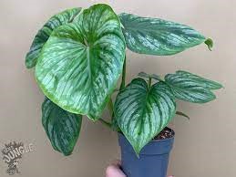 فیلودندرون