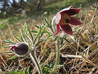 pulsatilla