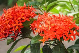 مار مار هندی