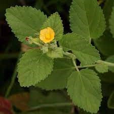 کوردیفولیا