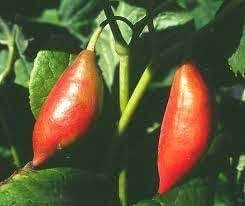 سیب هیمالیا