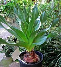 دریمیا ماریتیما