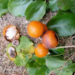 کچوله یا جوزالقی