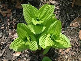 خربق کاذب سبز