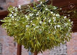 دارواش اروپایی