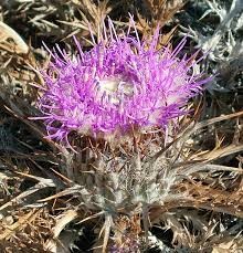 لثه آفتاب پرست