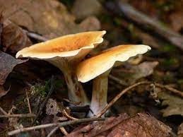 Clitocybe acromelalga
