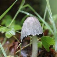 Coprinopsis insignis