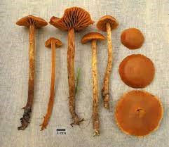 Cortinarius gentilis