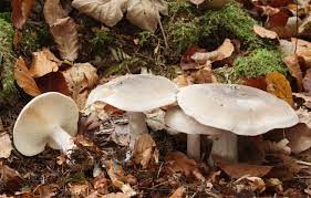 clouded agaric