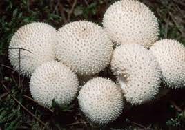 common puffball