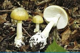 death cap