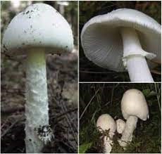 destroying angel