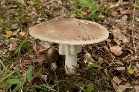 false death cap