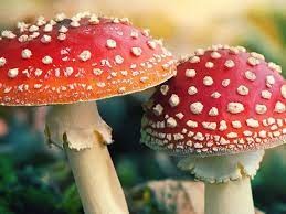 fly agaric