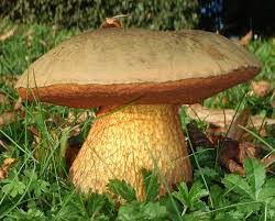 lurid bolete